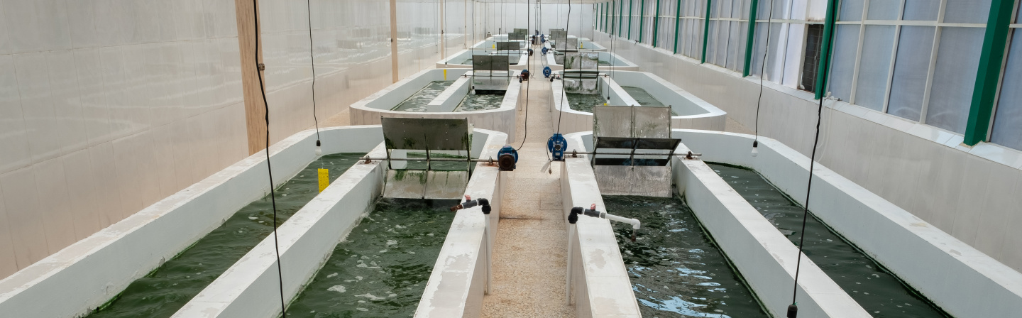 Agriculture and Food Industry- Microalgae